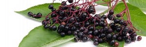 BAPP elderberry bulletin shows pace of adulteration may be abating