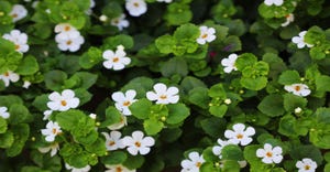 bacopa.jpg