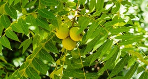 black walnuts.jpg