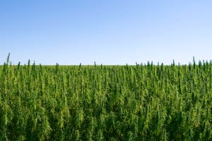 Industrial hemp field