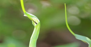 Pinellia ternata.jpg