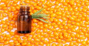 sea buckthorn.jpg