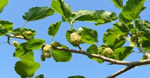 white mulberry leaf.jpg