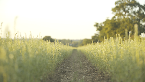 Ahiflower field with path 